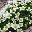 Камнеломка Арендса "White Pixie" купить