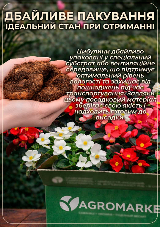 Бегонія "Picotee White" - фото 3