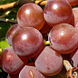 Виноград "Дюжина" (раннеспелый, урожайность до 100 кг с куста) купить