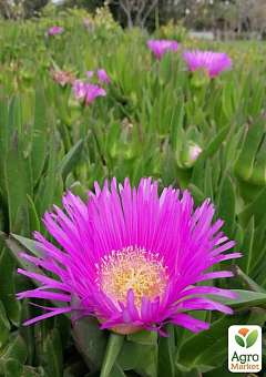 Карпобротус съедобный "Carpobrotus Edulis" (экзотический суккулент)18