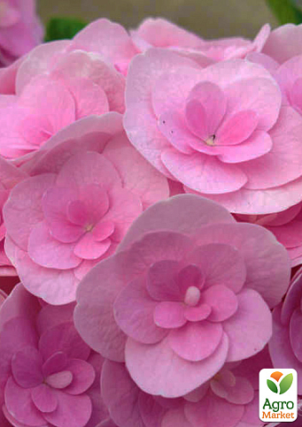 Гортензія великолиста "My Love" (серія You & Me) 