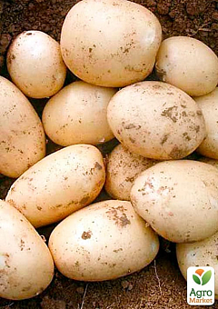 Картофель "Орла" семенной ультраранний (1 репродукция) 1кг 14