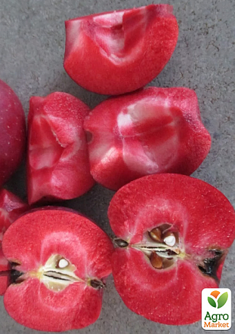 Яблоня красномясая "Ред Сан"(Red Sun) (летний сорт, средний срок созревания) - фото 2