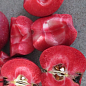 Яблоня красномясая "Ред Сан"(Red Sun) (летний сорт, средний срок созревания) купить