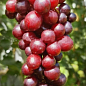 Виноград кишмиш "Червона Калина" (ранняя, крупная, сладкая,ягода селекции США)