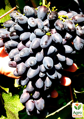 Виноград "Атос" (очень ранний срок созревания) - фото 4