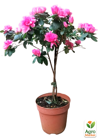 LMTD Рододендрон на штамбе цветущий 3-х летний "Bicolor" (40-60см) - фото 5