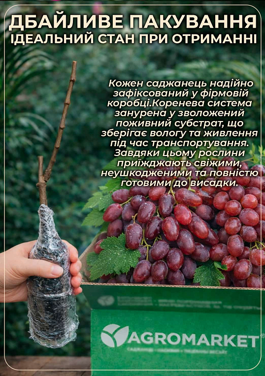 Виноград "Дынька" (очень сладкий морозостойкий мускат) - фото 3