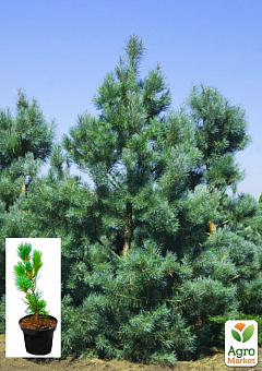 Сосна "Глаука" (Pinus sylvestris "Glauca") C2, высота 30-40см2