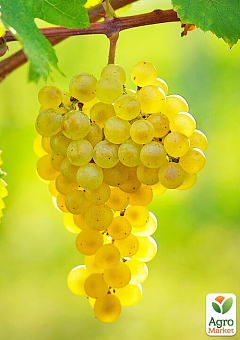 Виноград вегетирующий винный "Шардоне" 2