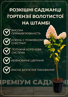 Гортензия метельчатая на штамбе "Lime Light" С3, высота штамба 50-70см26