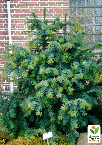 Кунингамия ланцетовидная (Cunninghamia lanceolata) - фото 2