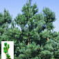 Сосна "Глаука" (Pinus sylvestris "Glauca") C2, высота 30-40см