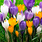Крокус великоквітковий "Carnaval" укорінений