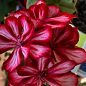 Пеларгония ампельная "Ivy Arctic Scarlet" (контейнер № 10, высота 10-20 см) купить