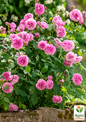 Троянда англійська "Gertrude Jekyll" (саджанець класу АА+) вищий сорт - фото 4