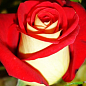 Роза чайно-гибридная "Millennium" (саженец класса АА+) высший сорт цена