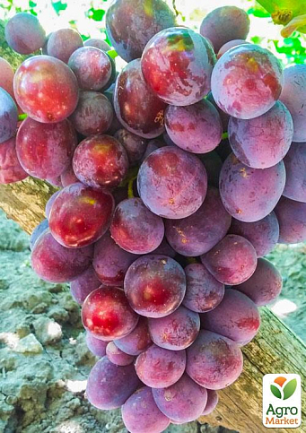 Виноград "Абу-Хасан" (ранній термін дозрівання)