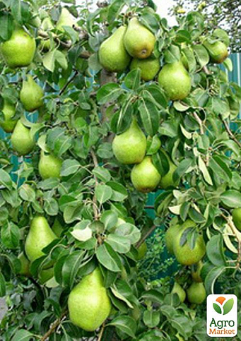 Груша колоновидна "Павловська" (осінній сорт, середній термін дозрівання)