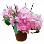LMTD Гортензия крупнолистная цветущая 3-х летняя "Early Pink" (30-40см) купить