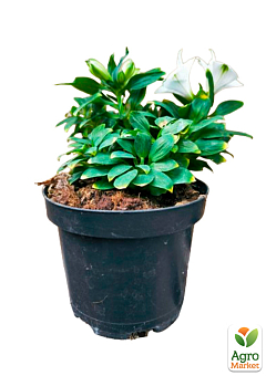 Альстромерія inticancha Patio "Magic White" (вирощено in-vitro) С1,511
