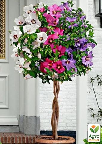 Гібіскус сирійський "Tricolor" 2х річний висота 70-90 см - фото 2