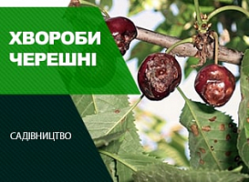Коккомікоз черешні - корисні статті про садівництво від Agro-Market
