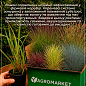 Імперата циліндрична "Red Baron" вазон С2