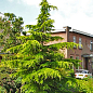 Кедр Атласский (Cedrus atlantica) С3 высота 20-30 см