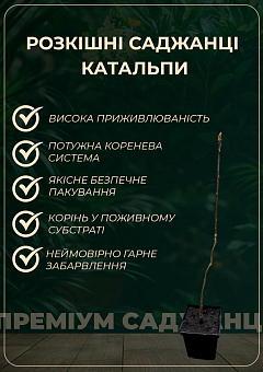 Катальпа китайська овальнолиста (Catalpa ovata), Р920