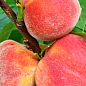 Персик "Валиант" (летний сорт, средний срок созревания)
