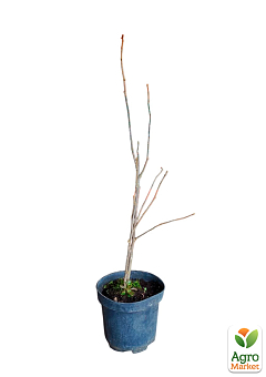 Гібіскус сирійський 2-х річний "Flower Tower Ruby" С1,5 висота 30-40 см3