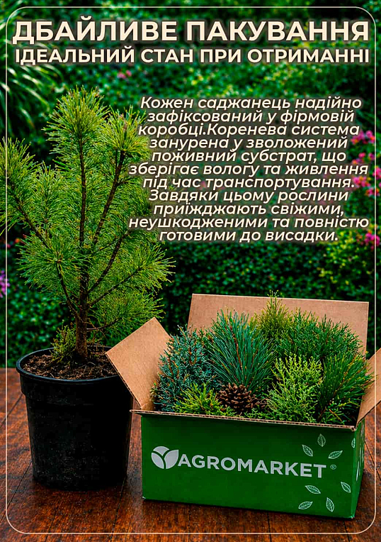 Сосна "Глаука" (Pinus sylvestris "Glauca") C2, высота 30-40см - фото 5