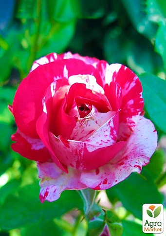 Ексклюзив! Троянда англійська насичено-рожева з блискучим листям "Леонардо" (Leonardo) (саджанець класу АА +, преміальний морозостійкий сорт) - фото 2