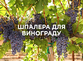 Як зробити шпалеру для винограду — види, розміри й кріплення | Agro-market