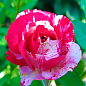 Ексклюзив! Троянда англійська насичено-рожева з блискучим листям "Леонардо" (Leonardo) (саджанець класу АА +, преміальний морозостійкий сорт) купить