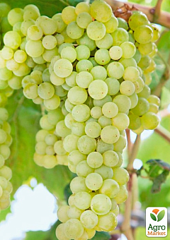 Виноград вегетирующий винный "Совиньон Блан" 1