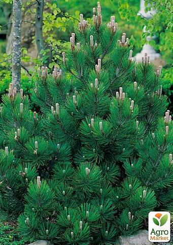 Сосна Гельдрейха (Pinus Leucodermis) горщик P9