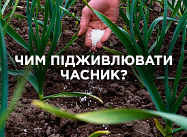 Чим підживити часник: найкращі добрива | Agro-market