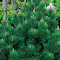 Сосна Гельдрейха (Pinus Leucodermis) горшок P9