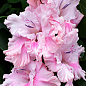 Гладіолус "Soft Innocence"