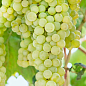 Виноград вегетирующий винный "Совиньон Блан" 