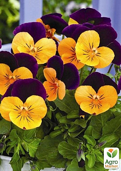 Віола (Viola Cornuta) "Orange Purple Jump Up"1