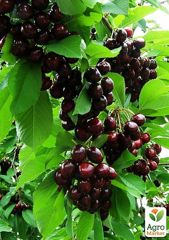 Черешня пирамидальная черная "XXL" Эксклюзив!