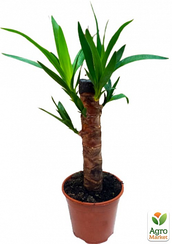 LMTD Юкка пальмовидная на штамбе 3-х летняя "Yucca Treculeana" (50-60см) - фото 2