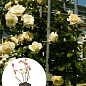 Роза плетистая "Schneewalzer" в контейнере, высший сорт
