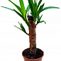 LMTD Юкка пальмовидная на штамбе 3-х летняя "Yucca Treculeana" (50-60см) купить