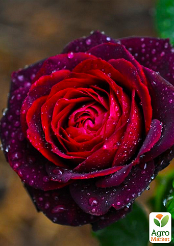 Троянда шрабова «Графиня фон Харденберг» (Astrid Grafin von Hardenberg)