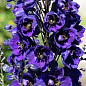 Дельфиниум гибридный "Dark Blue Dark Bee"