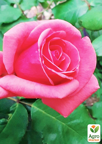 Троянда чайно-гібридна "Монтезума" (саджанець класу АА +) вищий сорт NEW - фото 2